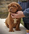 Dogue De Bordeaux